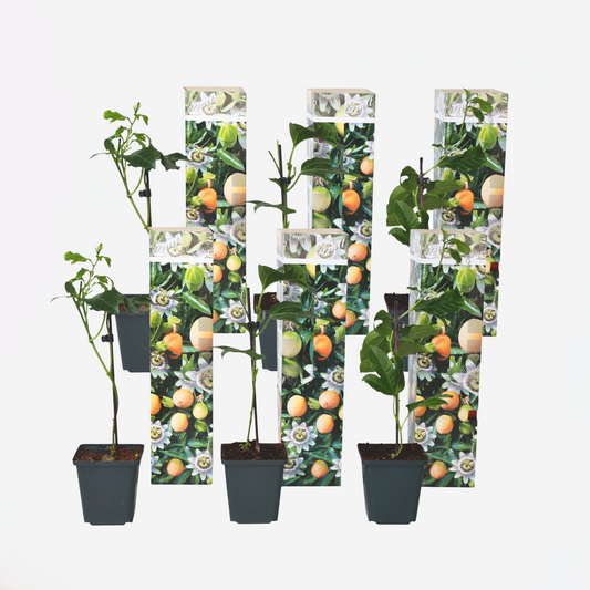 Florastore Passionsblume - 6 Stk - Passiflora Edulis 'Frederick' - Höhe 25-40Cm - ⌀9Cm