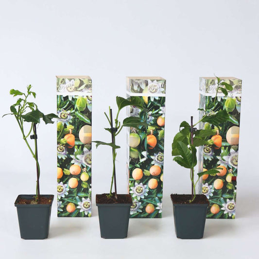 Florastore Passionsblume - 3 Stk - Passiflora Edulis 'Frederick' - Höhe 25-40Cm - ⌀9Cm