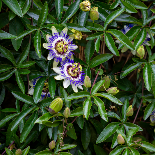 Florastore Passionsblume - 3 Stk - Passiflora Edulis 'Frederick' - Höhe 25-40Cm - ⌀9Cm