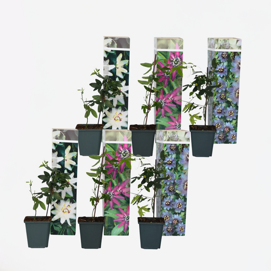 Florastore Passionsblume - 6 Stk - Passiflora Hybridum - Höhe 25-40Cm - ⌀9Cm