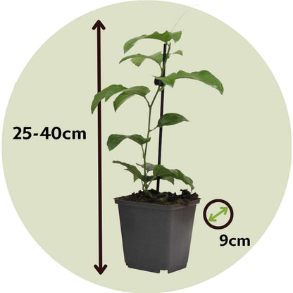 Florastore Passionsblume - 6 Stk - Passiflora Hybridum - Höhe 25-40Cm - ⌀9Cm