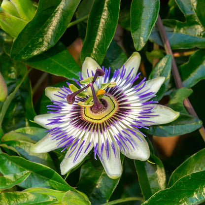 Florastore Passionsblume - 6 Stk - Passiflora Hybridum - Höhe 25-40Cm - ⌀9Cm
