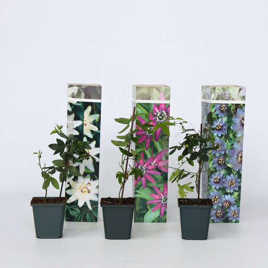 Florastore Passionsblume - 3 Stk - Passiflora Hybridum - Höhe 25-40Cm - ⌀9Cm