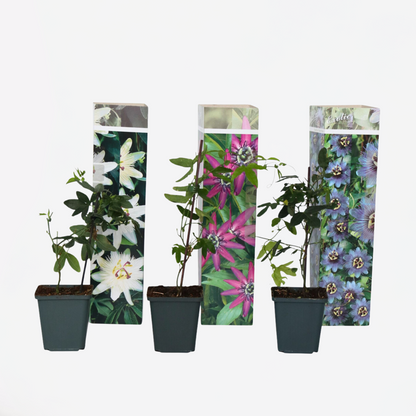 Florastore Passionsblume - 3 Stk - Passiflora Hybridum - Höhe 25-40Cm - ⌀9Cm