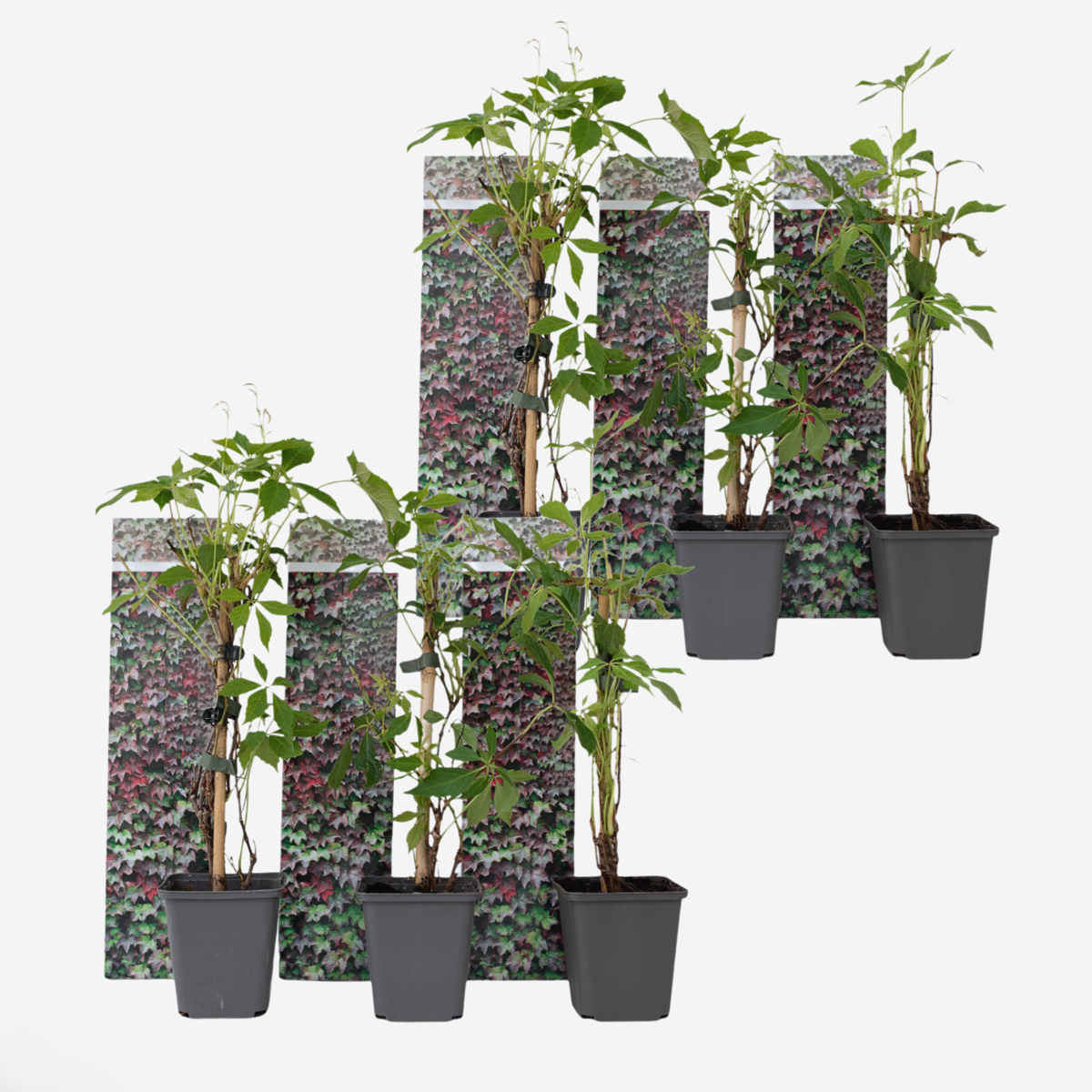 Florastore Wilder Wein - 6 Stk - Parthenocissus Quinquefolia - Höhe 25-40Cm - ⌀9Cm