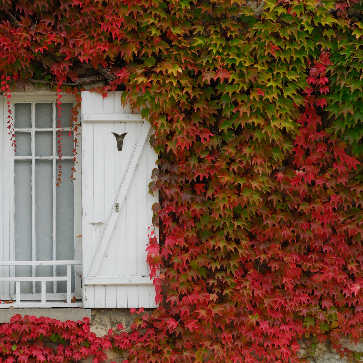 Florastore Wilder Wein - 6 Stk - Parthenocissus Quinquefolia - Höhe 25-40Cm - ⌀9Cm