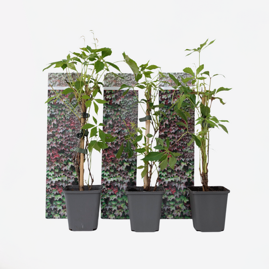 Florastore Wilder Wein - 3 Stk - Parthenocissus Quinquefolia - Höhe 25-40Cm - ⌀9Cm