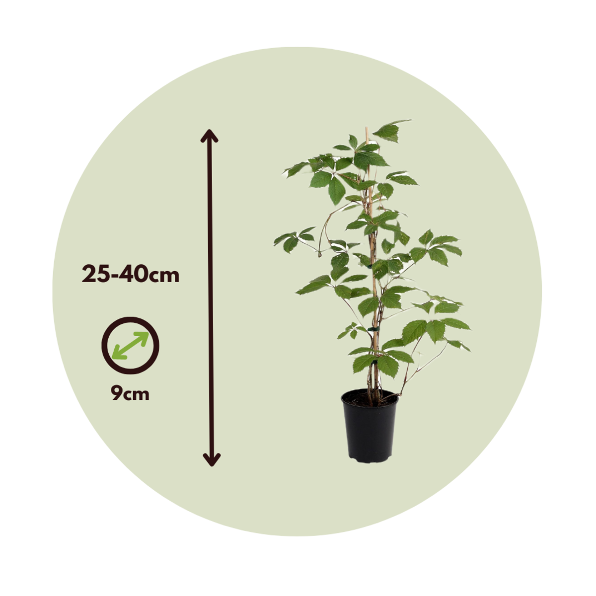 Florastore Wilder Wein - 3 Stk - Parthenocissus Quinquefolia - Höhe 25-40Cm - ⌀9Cm