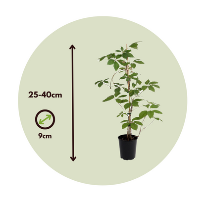 Florastore Wilder Wein - 3 Stk - Parthenocissus Quinquefolia - Höhe 25-40Cm - ⌀9Cm
