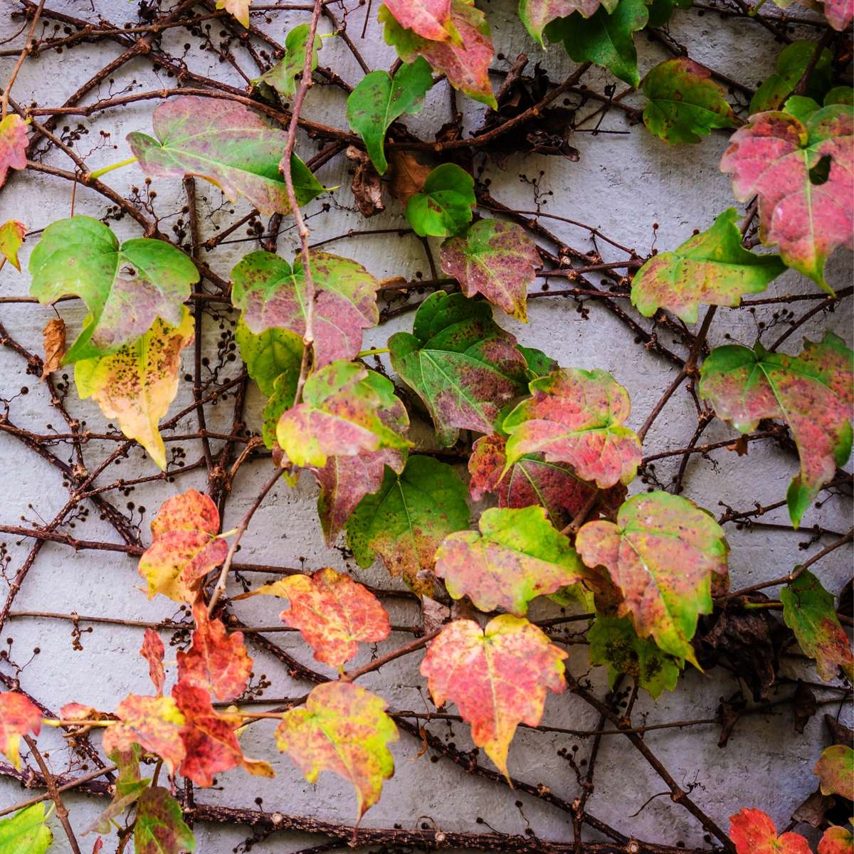 Florastore Wilder Wein - 3 Stk - Parthenocissus Quinquefolia - Höhe 25-40Cm - ⌀9Cm