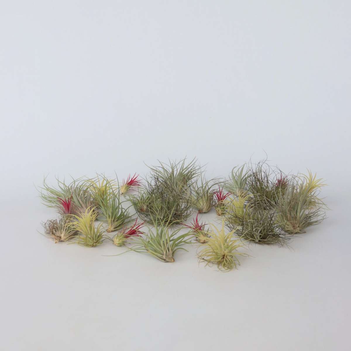 Florastore Tillandsien Luftpflanzen - 24 Stk - Tillandsia - Höhe 5-15Cm - ⌀5Cm
