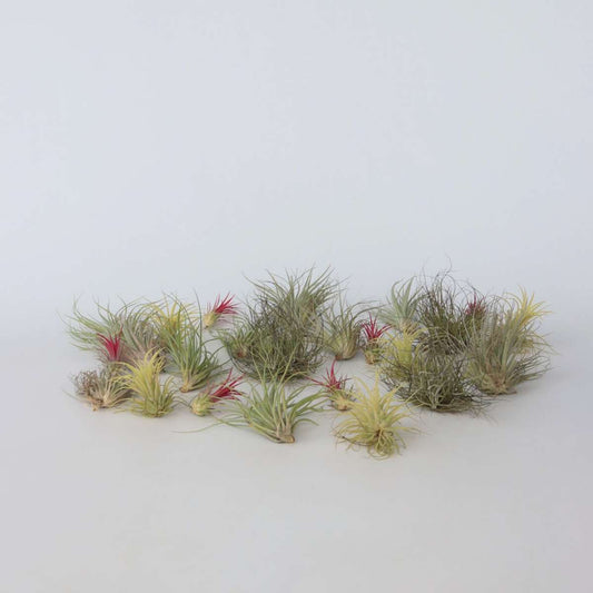 Florastore Tillandsien Luftpflanzen - 24 Stk - Tillandsia - Höhe 5-15Cm - ⌀5Cm