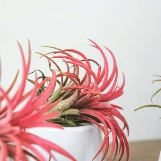 Florastore Tillandsien Luftpflanzen - 24 Stk - Tillandsia - Höhe 5-15Cm - ⌀5Cm