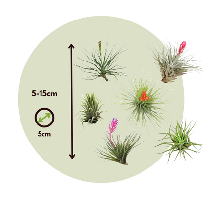 Florastore Tillandsien Luftpflanzen - 24 Stk - Tillandsia - Höhe 5-15Cm - ⌀5Cm