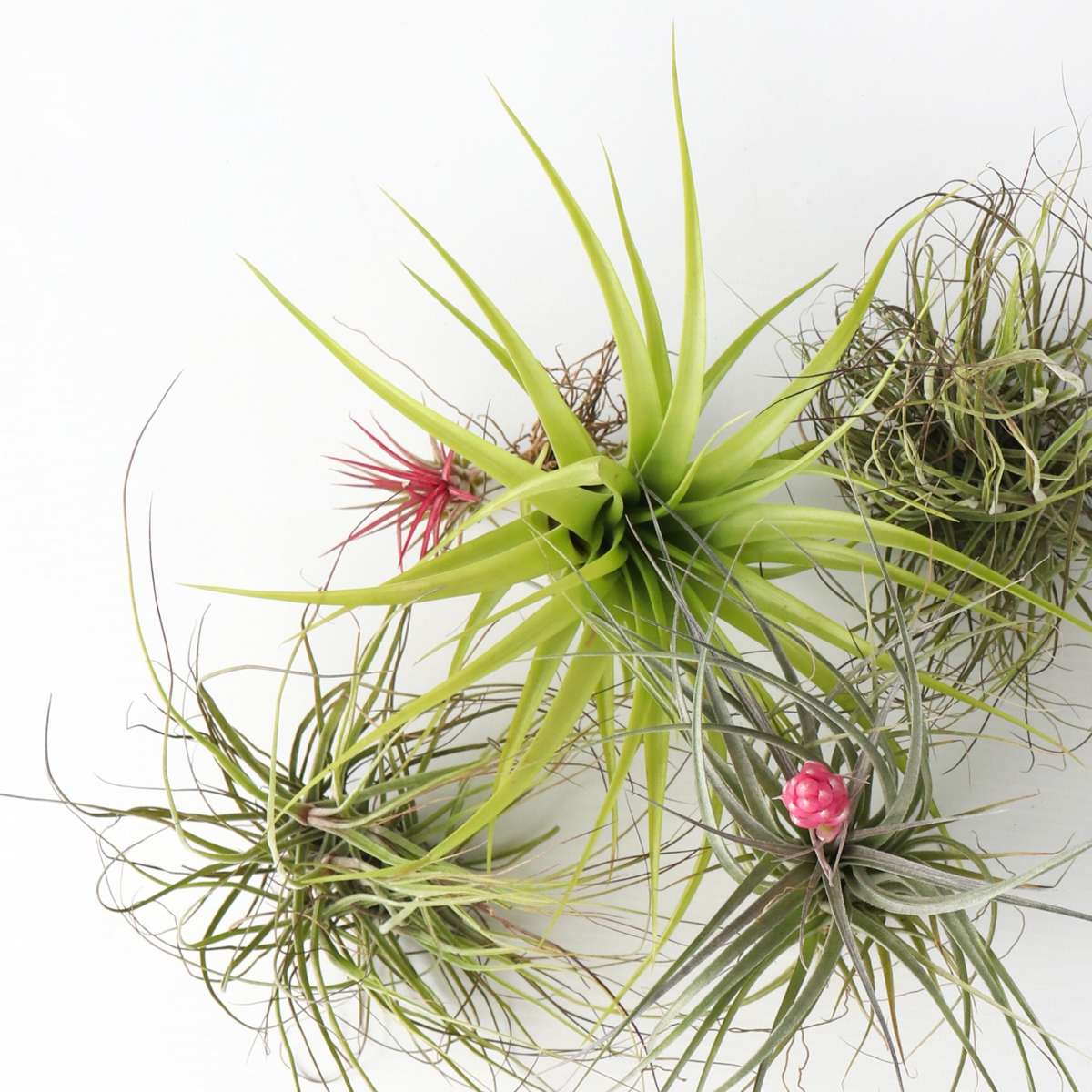 Florastore Tillandsien Luftpflanzen - 24 Stk - Tillandsia - Höhe 5-15Cm - ⌀5Cm