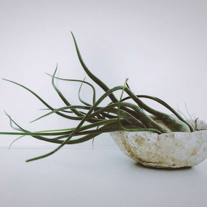 Florastore Tillandsien Luftpflanzen - 24 Stk - Tillandsia - Höhe 5-15Cm - ⌀5Cm