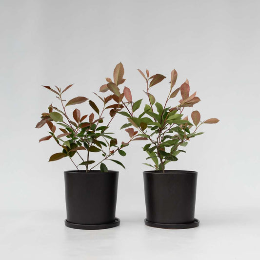 Florastore Glanzmispel - 2 Stk - Photinia Fraseri 'Red Robin' - Höhe 30-40Cm - ⌀17Cm
