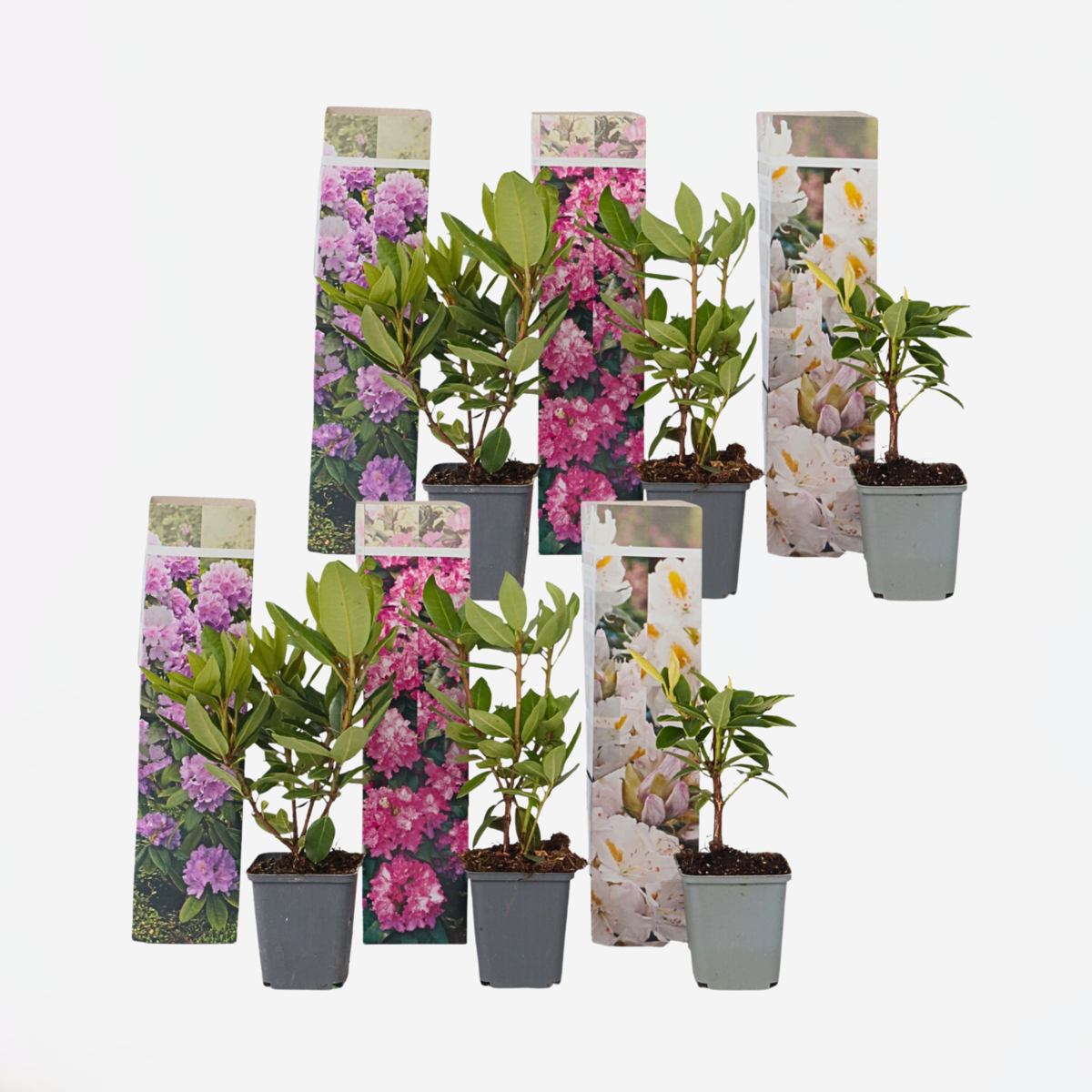 Florastore Rhododendren - 6 Stk - Rhododendron Catawbiense - Höhe 25-40Cm - ⌀9Cm