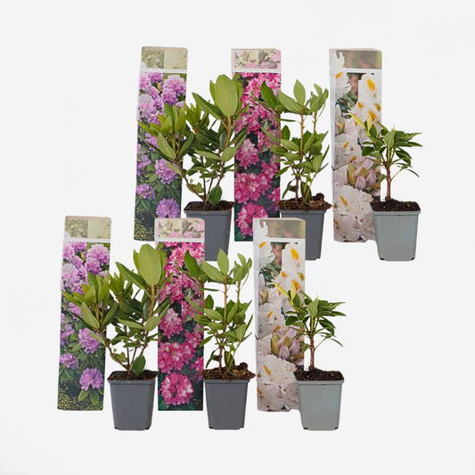 Florastore Rhododendren - 6 Stk - Rhododendron Catawbiense - Höhe 25-40Cm - ⌀9Cm