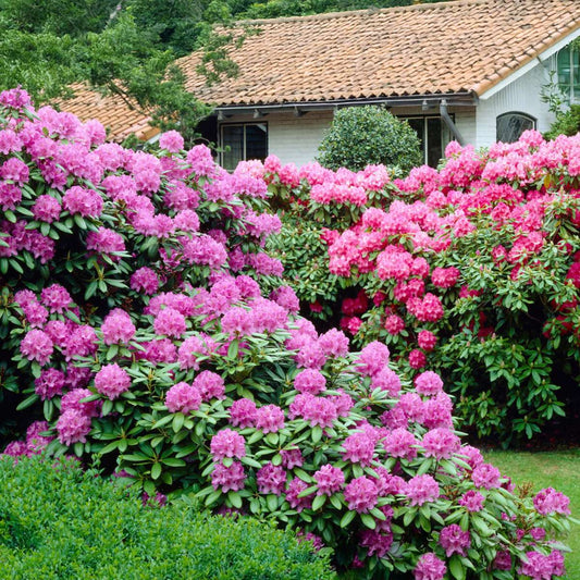 Florastore Rhododendren - 6 Stk - Rhododendron Catawbiense - Höhe 25-40Cm - ⌀9Cm