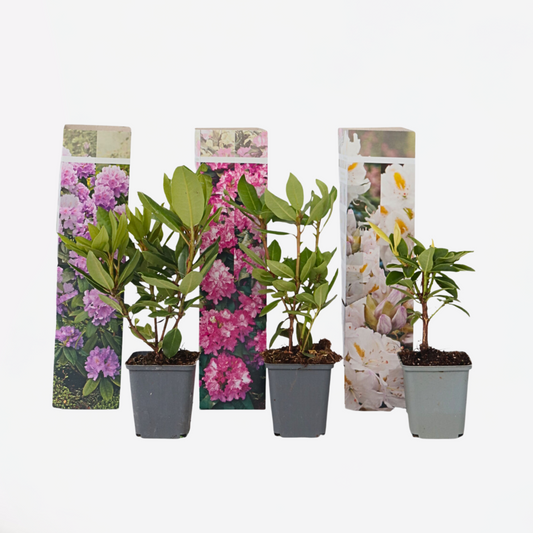 Florastore Rhododendren - 3 Stk - Rhododendron Catawbiense - Höhe 25-40Cm - ⌀9Cm