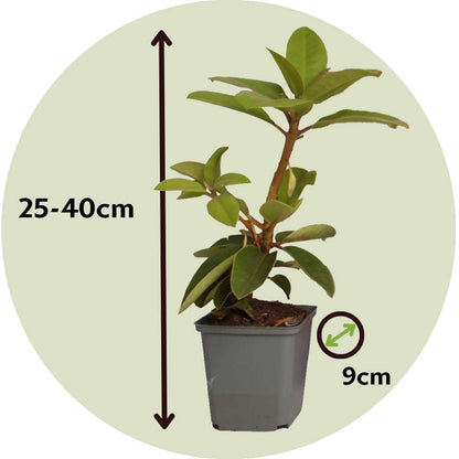 Florastore Rhododendren - 3 Stk - Rhododendron Catawbiense - Höhe 25-40Cm - ⌀9Cm