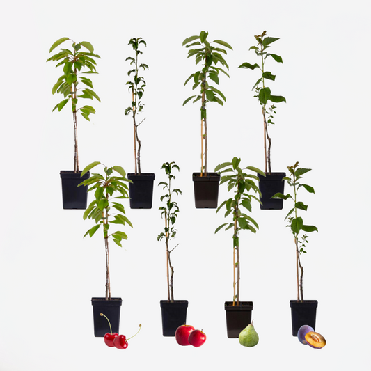 Florastore Fruchtsäulen - 8 Stk - Malus, Pryus, Prunus - Höhe 60-70Cm - ⌀9Cm