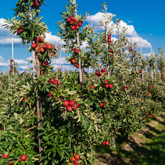 Florastore Fruchtsäulen - 8 Stk - Malus, Pryus, Prunus - Höhe 60-70Cm - ⌀9Cm
