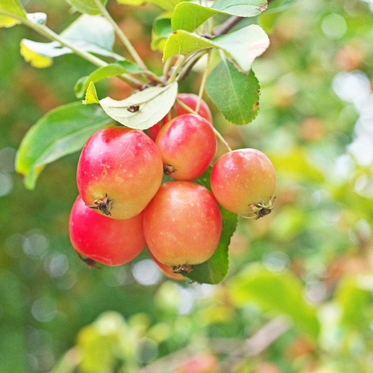 Florastore Fruchtsäulen - 8 Stk - Malus, Pryus, Prunus - Höhe 60-70Cm - ⌀9Cm