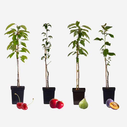 Florastore Fruchtsäulen - 4 Stk - Malus, Pryus, Prunus - Höhe 60-70Cm - ⌀9Cm