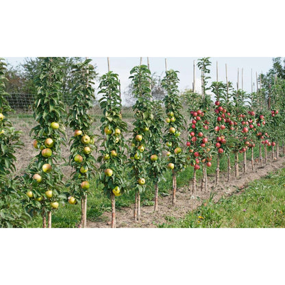 Florastore Fruchtsäulen - 4 Stk - Malus, Pryus, Prunus - Höhe 60-70Cm - ⌀9Cm