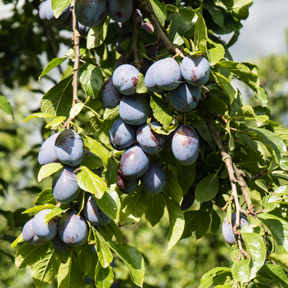 Florastore Fruchtsäulen - 4 Stk - Malus, Pryus, Prunus - Höhe 60-70Cm - ⌀9Cm