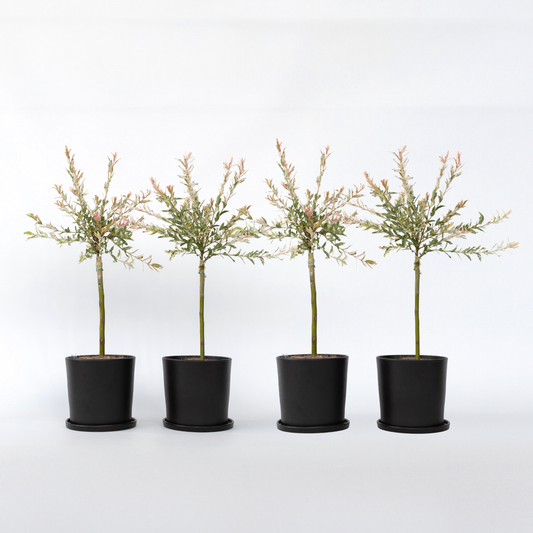 Florastore Schweizer Zwergweide - 4 Stk - Salix Integra 'Flamingo' - Höhe 60-80Cm - ⌀17Cm