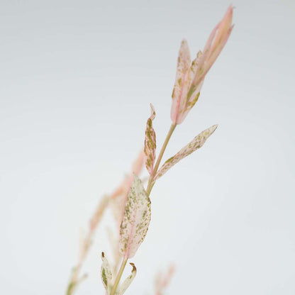 Florastore Schweizer Zwergweide - 4 Stk - Salix Integra 'Flamingo' - Höhe 60-80Cm - ⌀17Cm