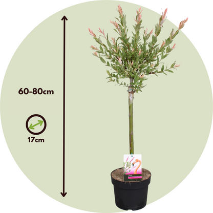 Florastore Schweizer Zwergweide - 4 Stk - Salix Integra 'Flamingo' - Höhe 60-80Cm - ⌀17Cm