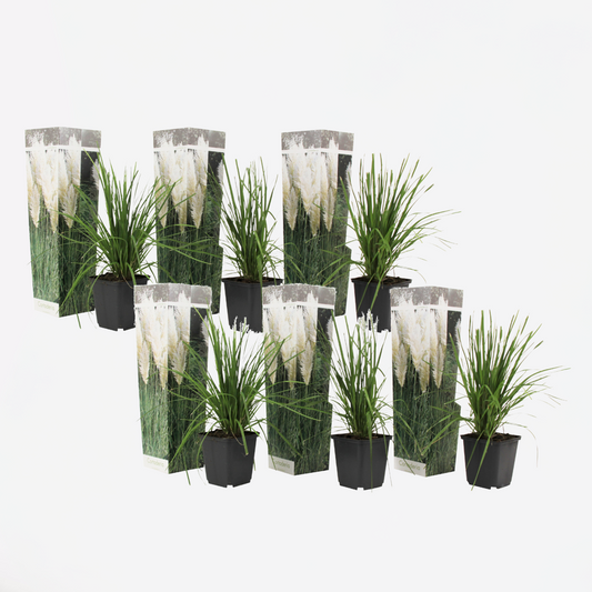 Florastore Pampasgräser - 6 Stk - Cortaderia Selloana - Höhe 25-40Cm - ⌀9Cm