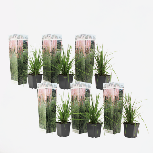 Florastore Pampasgräser - 6 Stk - Cortaderia Selloana - Höhe 25-40Cm - ⌀9Cm