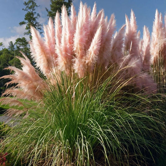 Florastore Pampasgräser - 6 Stk - Cortaderia Selloana - Höhe 25-40Cm - ⌀9Cm