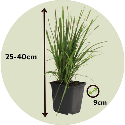 Florastore Pampasgräser - 6 Stk - Cortaderia Selloana - Höhe 25-40Cm - ⌀9Cm