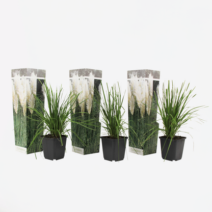 Florastore Pampasgräser - 3 Stk - Cortaderia Selloana - Höhe 25-40Cm - ⌀9Cm