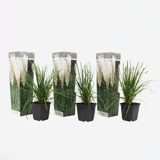 Florastore Pampasgräser - 3 Stk - Cortaderia Selloana - Höhe 25-40Cm - ⌀9Cm