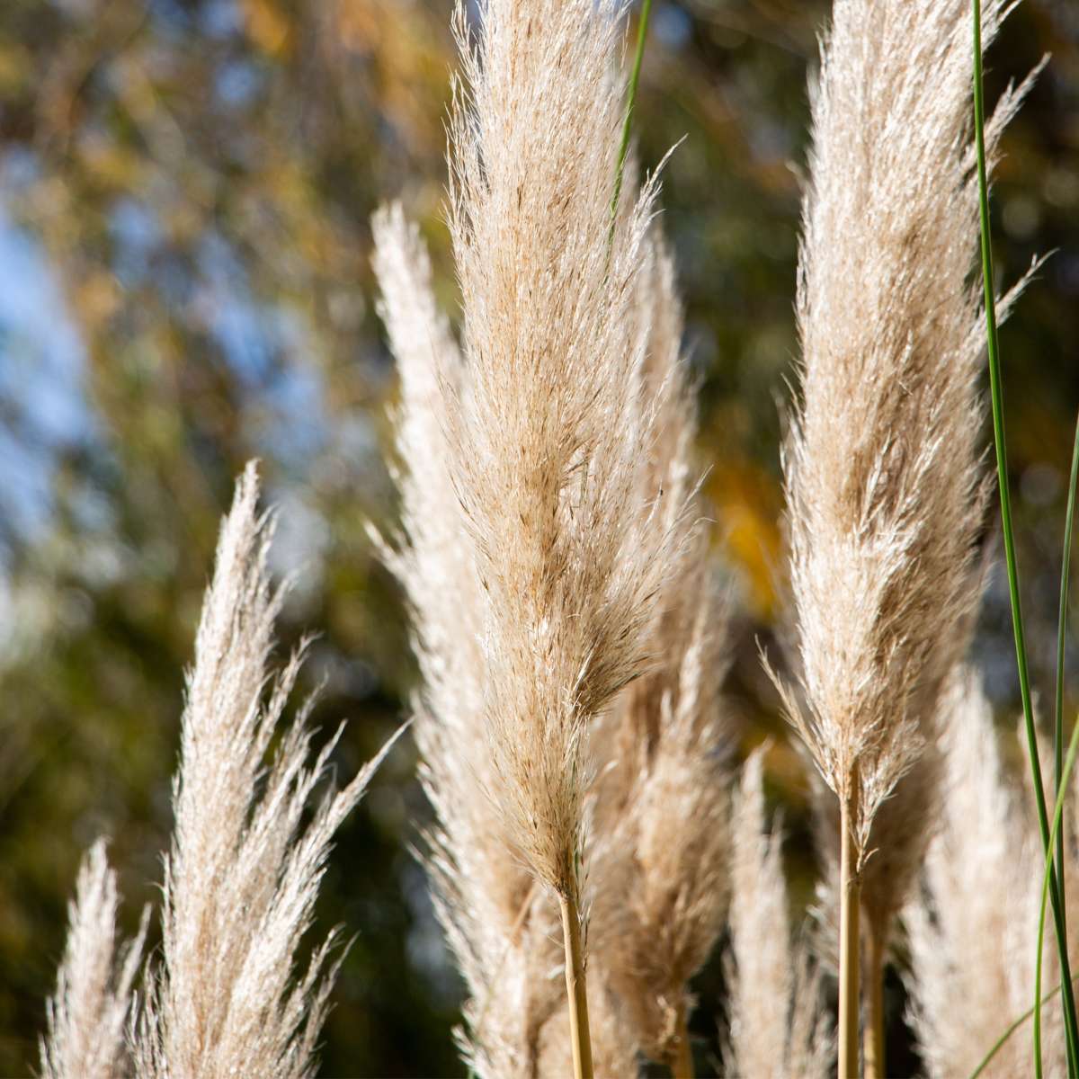 Florastore Pampasgräser - 3 Stk - Cortaderia Selloana - Höhe 25-40Cm - ⌀9Cm