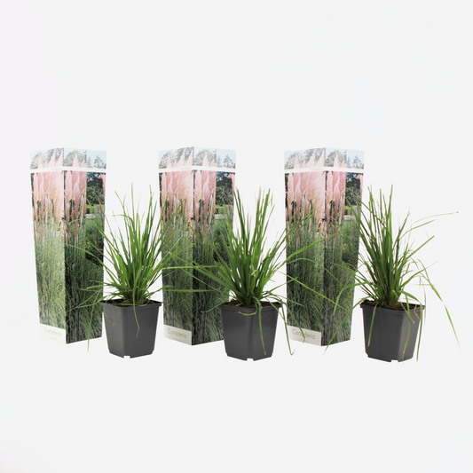 Florastore Pampasgräser - 3 Stk - Cortaderia Selloana - Höhe 25-40Cm - ⌀9Cm