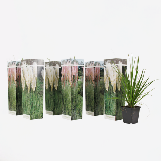 Florastore Pampasgräser - 6 Stk - Cortaderia Selloana - Höhe 25-40Cm - ⌀9Cm