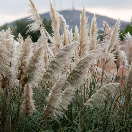 Florastore Pampasgräser - 6 Stk - Cortaderia Selloana - Höhe 25-40Cm - ⌀9Cm