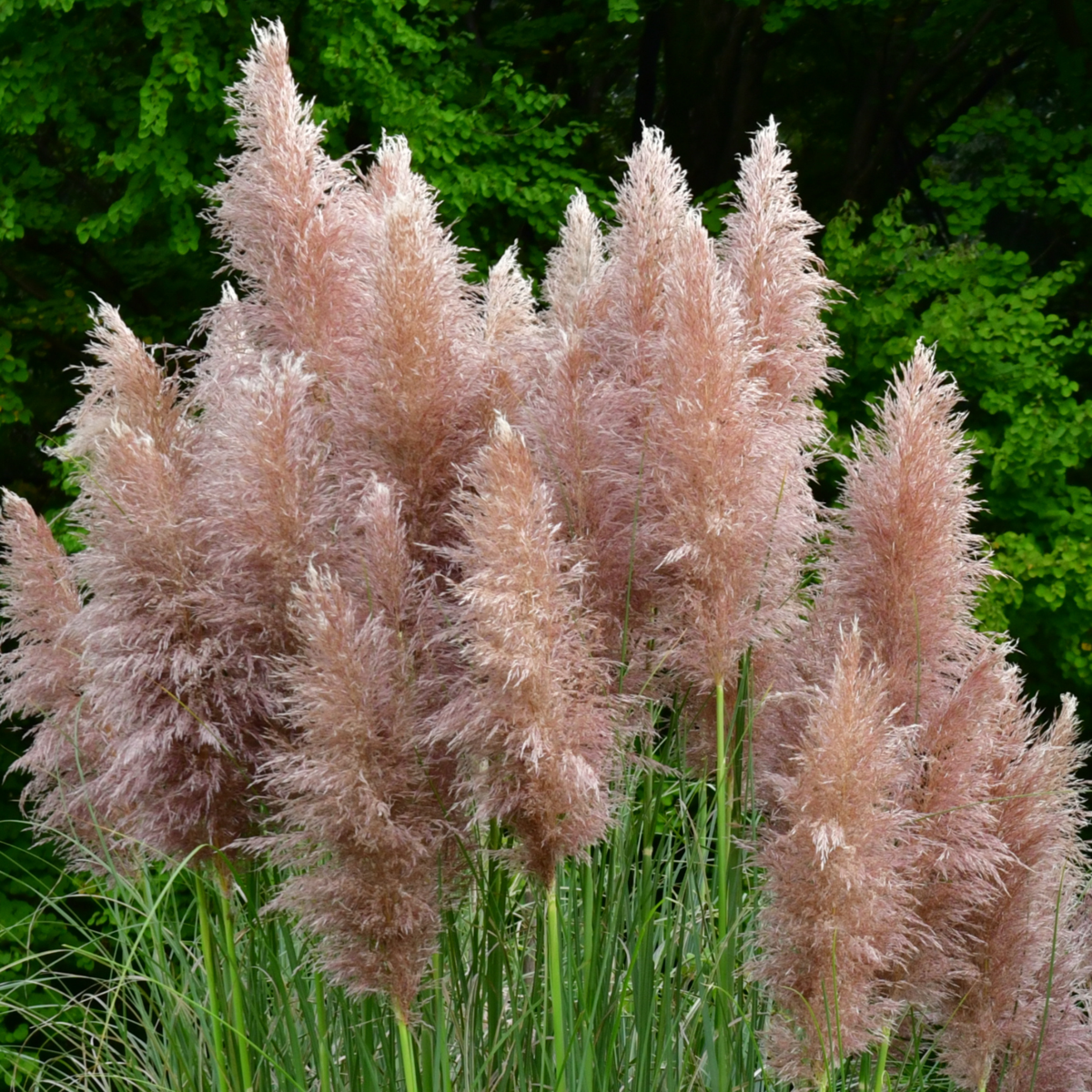 Florastore Pampasgräser - 6 Stk - Cortaderia Selloana - Höhe 25-40Cm - ⌀9Cm