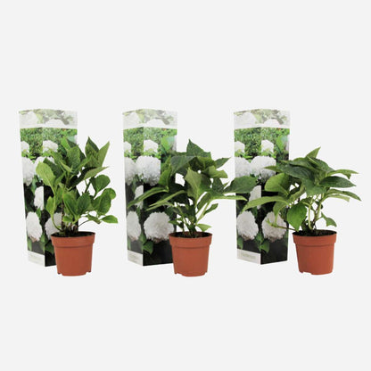 Florastore Hortensie - 3 Stk - Hydrangea Macrophylla 'Wudu' - Höhe 25-40Cm - ⌀9Cm