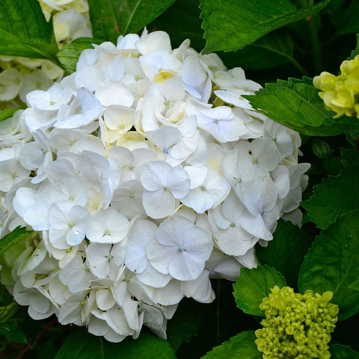 Florastore Hortensie - 3 Stk - Hydrangea Macrophylla 'Wudu' - Höhe 25-40Cm - ⌀9Cm