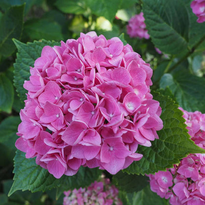 Florastore Hortensie - 3 Stk - Hydrangea Macrophylla 'Early Pink' - Höhe 25-40Cm - ⌀9Cm