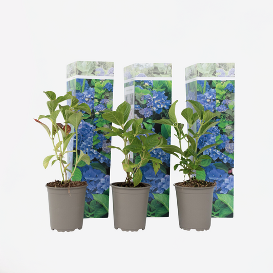 Florastore Hortensie - 3 Stk - Hydrangea Macrophylla 'Early Blue' - Höhe 25-40Cm - ⌀9Cm